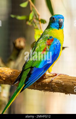 Turquoise Parrot (Neophema pulchella) perched on branch in aviary. Stock Photo