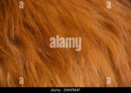 natural red hair of an animal in the background