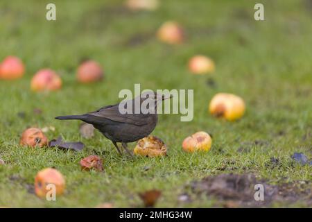Common blackbird Turdus merula, adult female feeding on apple, Suffolk, England, January Stock Photo