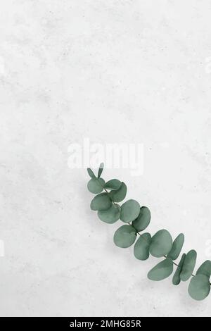 Blank eucalyptus frame design vector Stock Vector