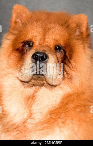 close-up portrait of a chow chow dog Stock Photo