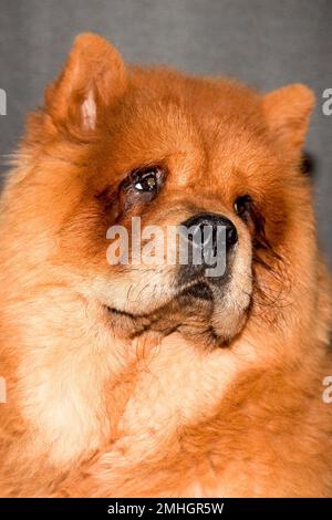 chow chow dog in front of grey background Stock Photo