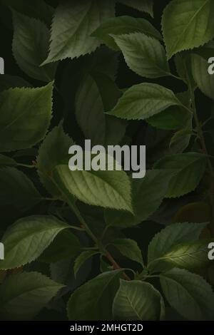 Briançon apricot leaf pattern background vector Stock Vector