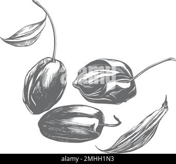 Date palm leaves and ripe fruits sketch vector illustration isolated on white background.Ink drawn dates with leaves. Ripe fruits hang from the branch Stock Vector