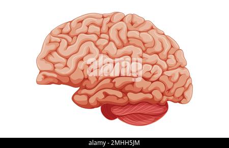 Human brain. Internal organ, anatomy. Vector cartoon flat icon illustration isolated on white background. Stock Vector