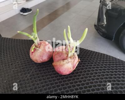 onion sprouting out with young leafy shoot. Stock Photo