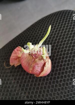 onion sprouting out with young leafy shoot. Stock Photo