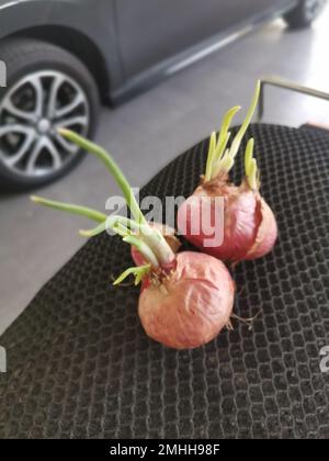 onion sprouting out with young leafy shoot. Stock Photo
