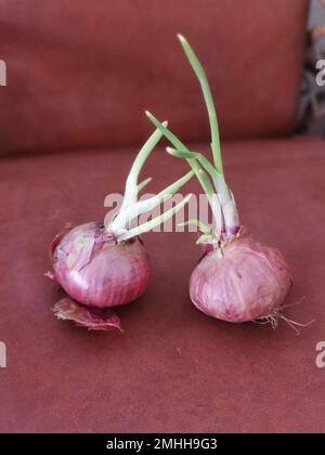 onion sprouting out with young leafy shoot. Stock Photo