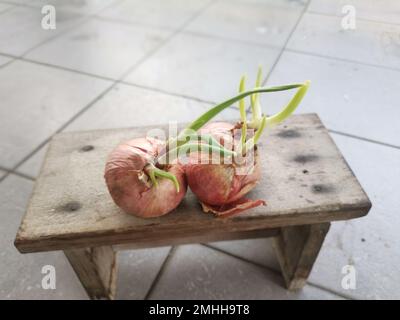 onion sprouting out with young leafy shoot. Stock Photo