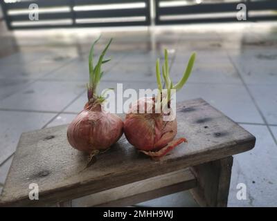 onion sprouting out with young leafy shoot. Stock Photo