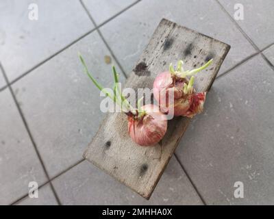 onion sprouting out with young leafy shoot. Stock Photo