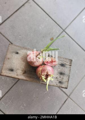 onion sprouting out with young leafy shoot. Stock Photo