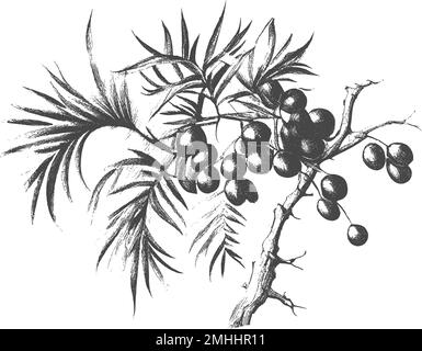Date palm leaves and ripe fruits sketch vector illustration isolated on white background.Ink drawn dates with leaves. Ripe fruits hang from the branch Stock Vector