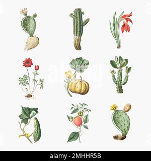 Vector set of flowers and cactus Stock Vector