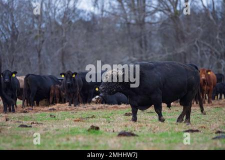 A large Angus bull with his head covered in hay bellows to his cows as breeding season is underway in Alabama. Stock Photo