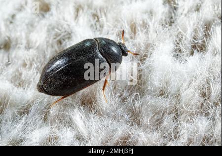 Carpet beetle (Attagenus schaefferi) Stock Photo