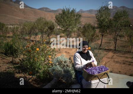 In this Tuesday, Nov. 5, 2019 photo, Fatima Aït Tahadousht, 50, displays a basket of freshly collected Saffron flowers during harvest season in Askaoun, a small village near Taliouine, in Morocco's Middle Atlas Mountains. The saffron plants bloom for only two weeks a year and the flowers, each containing three crimson stigmas, become useless if they blossom, putting pressure on the women to work quickly and steadily. (AP Photo/Mosa'ab Elshamy)