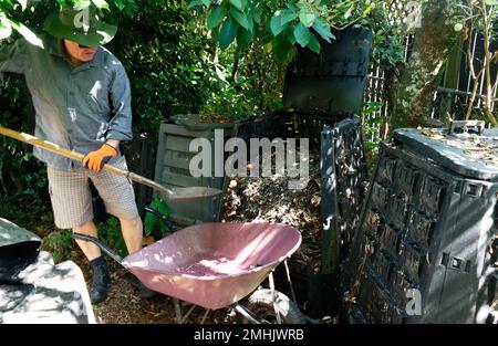A man wearing a green hat, grey shirt and checked shorts holds a shovel ready to start shoveling compost from the compost bin into the waiting purple Stock Photo