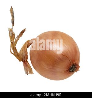 Image of ripe onion vegetable in peel on white background Stock Photo