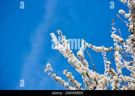 Mirabella blooming in springtime. Blooming Mirabelle plum (Prunus domestica L.) in spring. Stock Photo