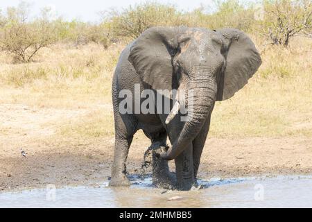 African Elephant, African Bush Elephant (Loxodonta africana) enjoying a mud bath at a waterhole in African savannah, Limpopo, South Africa Stock Photo