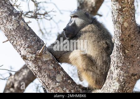 Big male Chacma Baboon (Papio ursinus) sitting keeping watch  in a tree Stock Photo