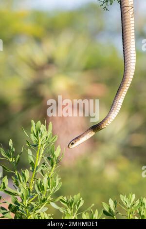 Female Cape Boomslang (Dispholidus typus typus) descending from a tree. These poisonous snakes are back-fanged with  haemotoxic venom affecting blood Stock Photo