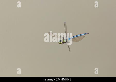 Blue and green Anax imperator, Emperor Hawker dragonfly, in flight over a dam. Copyspace, copy space Stock Photo