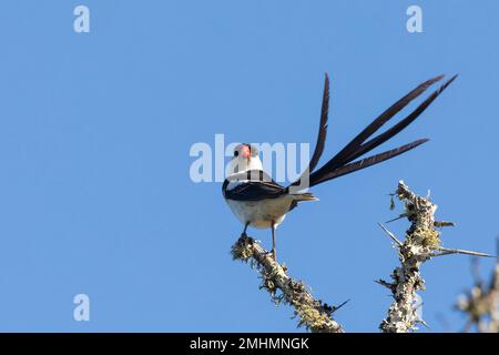 Male Pin-tailed Whydah (Vidua macroura) in breeding plumage, Western Cape, South Africa Stock Photo