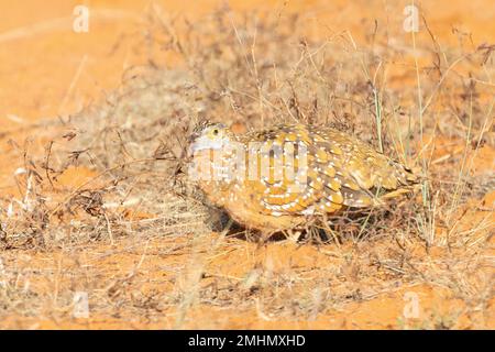 Male Burchell's Sandgrouse (Pterocles burchelli)) at sunset camouflaged against clay soil, Northern Cape, South Africa, Named after British naturalist Stock Photo