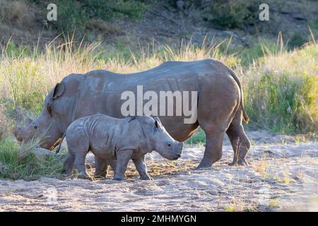 White Rhinoceros or Square-lipped Rhinocerus (Ceratotherium simum) mother and calf Stock Photo