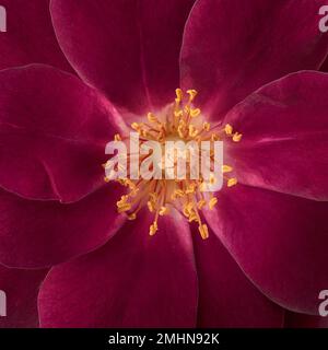close-up macro view of red rose, full frame background Stock Photo
