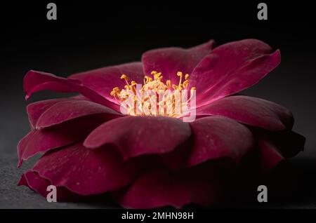 close-up of red rose flower, flower head isolated on dark background, selective focus with copy space Stock Photo