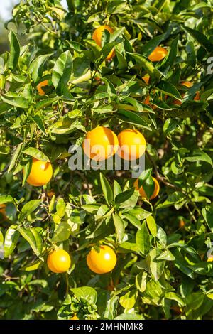 Oranges growing on fruit trees near Benidorm Stock Photo