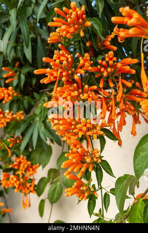 Pyrostegia venusta, also commonly known as flamevine or orange trumpetvine in flower in December in Benidorm Stock Photo
