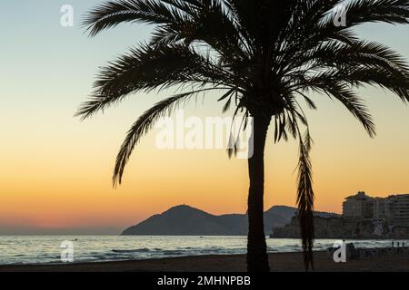 Palm tree at sunset on Benidorm beach, December Stock Photo