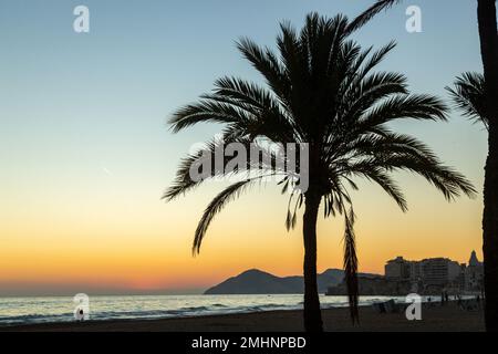 Palm tree at sunset on Benidorm beach, December Stock Photo