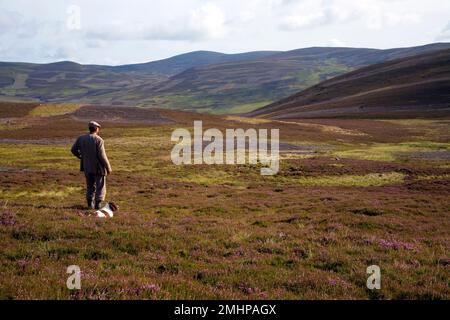 Scottish Gamekeeper with two dogs & beaters flag on heather grouse moorland at Inverey,  Braemar, Cairngorms National Park Scotland, UK Stock Photo