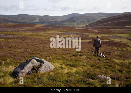 Scottish Gamekeeper with two dogs & beaters flag on heather grouse moorland at Inverey,  Braemar, Cairngorms National Park Scotland, UK Stock Photo
