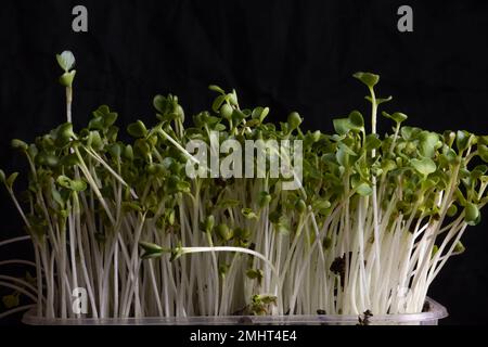 Shoots of green radish on a black background. Microgreen Stock Photo