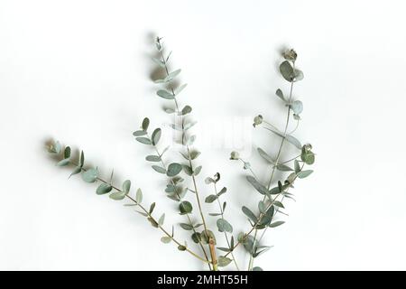 Green Leaves Eucalyptus lying on White Background. flat lay, top view Stock Photo