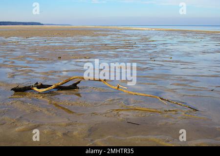 Natural background, snag on sandy shore and water. Winter beach view Stock Photo