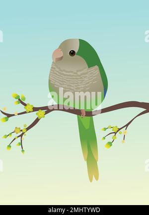 A very cute quaker parrot or monk parakeet in the shape of an egg. The bird is perched on a branch with yellow blossom Stock Vector