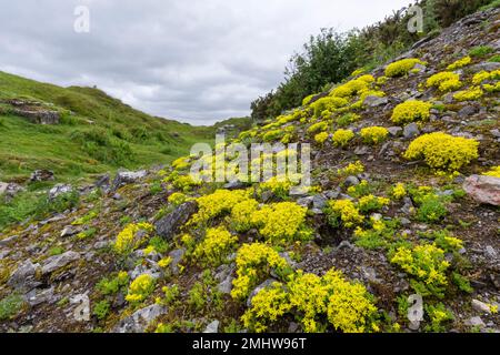 Biting Stonecrop (Sedum acre) in flower at Ubley Warren nature reserve in the Mendip Hills, Somerset, England. Stock Photo