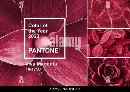 Viva Magenta color of Year 2023. Collage with palette shades samples on natural themes backgrounds and Pantone logotype. Succulent leaf, sea, and Stock Photo