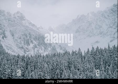 Winter wonderland in the mountains, snow-covered trees glisten in the white light Stock Photo