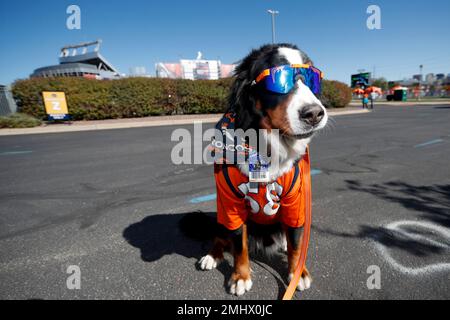 von miller dog jersey