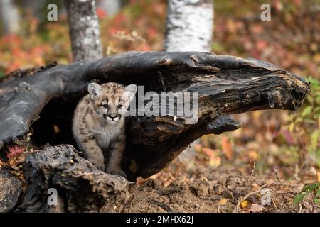 Cougar Kitten (Puma concolor) Stands In Log Looking Out Autumn - captive animal Stock Photo