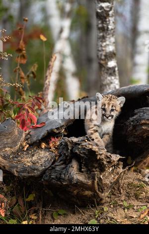 Cougar Kitten (Puma concolor) Stands In Log Crossed Paws Autumn - captive animal Stock Photo